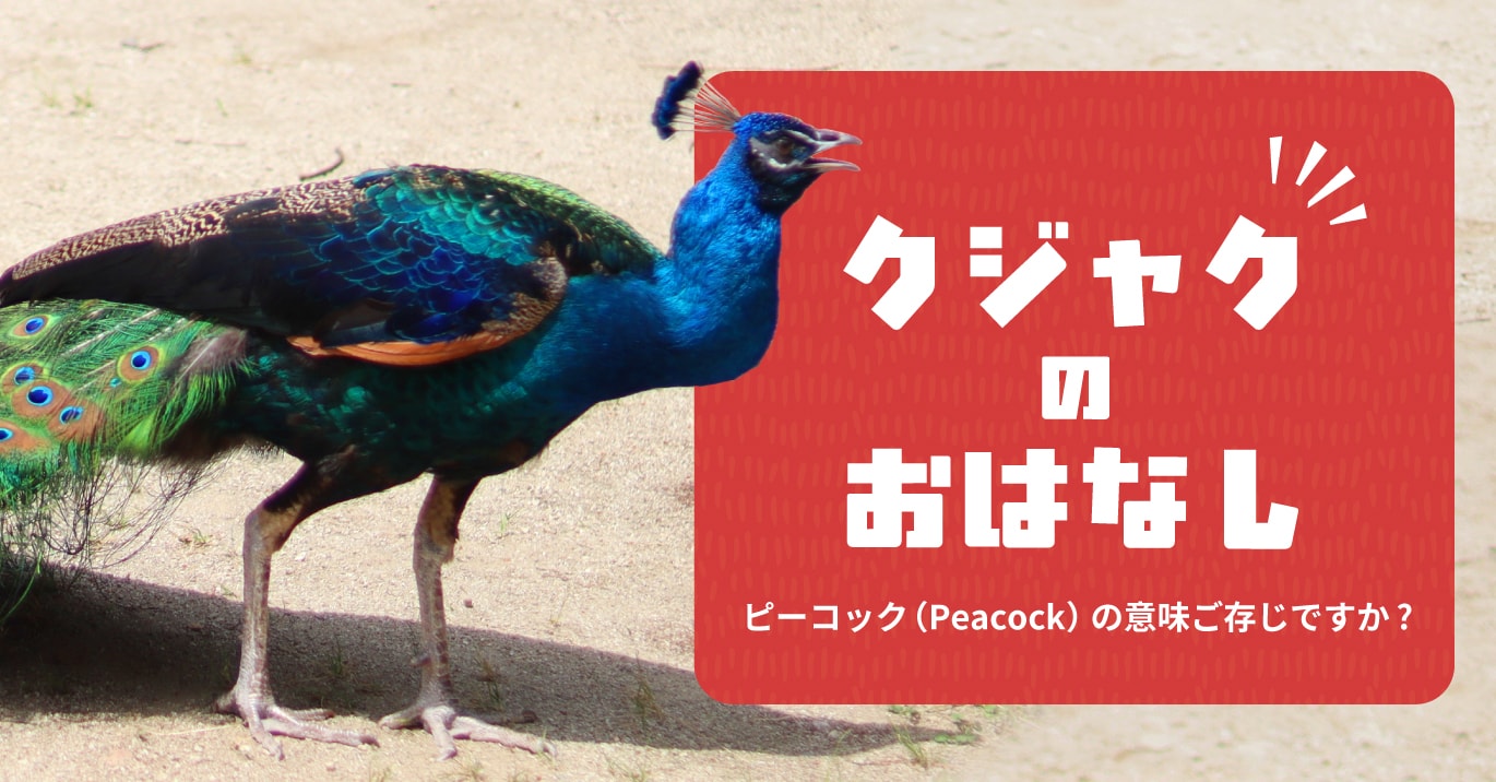 クジャクのおはなし ピーコックの意味ご存知ですか？